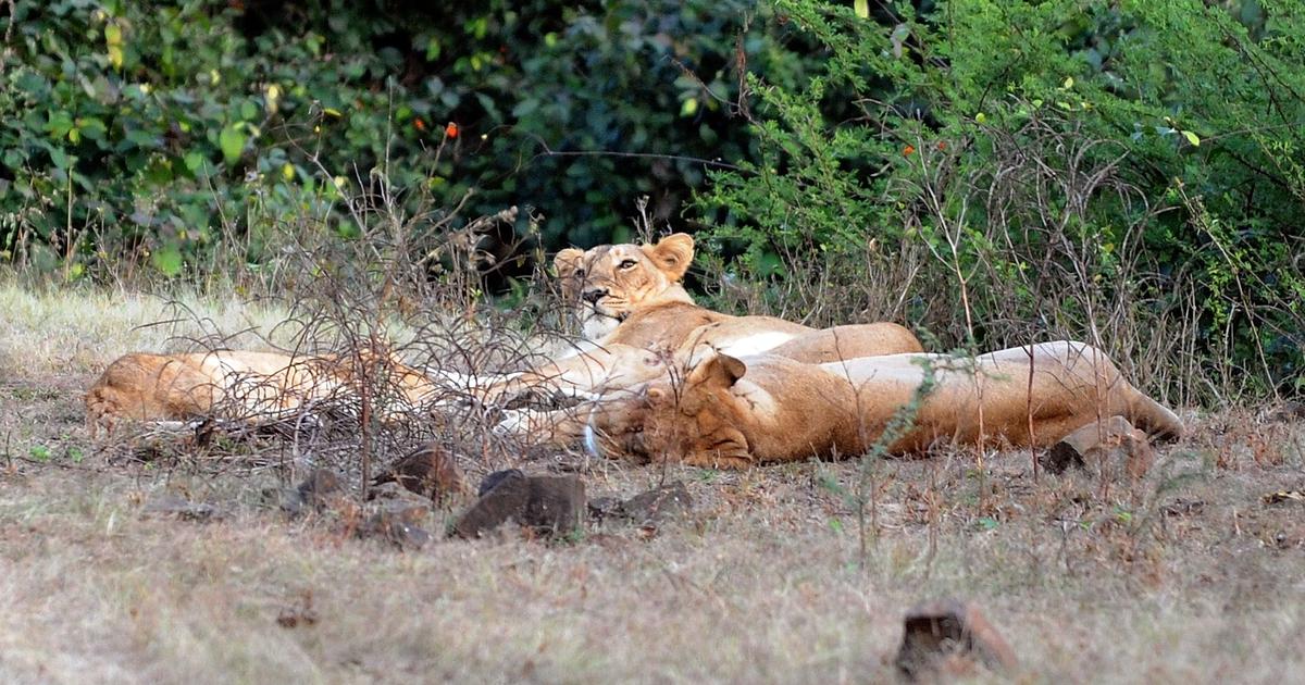 lions