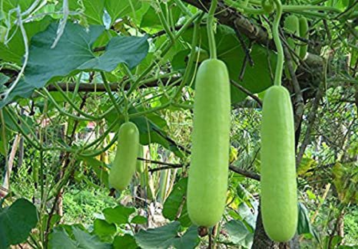 dudhi lauki