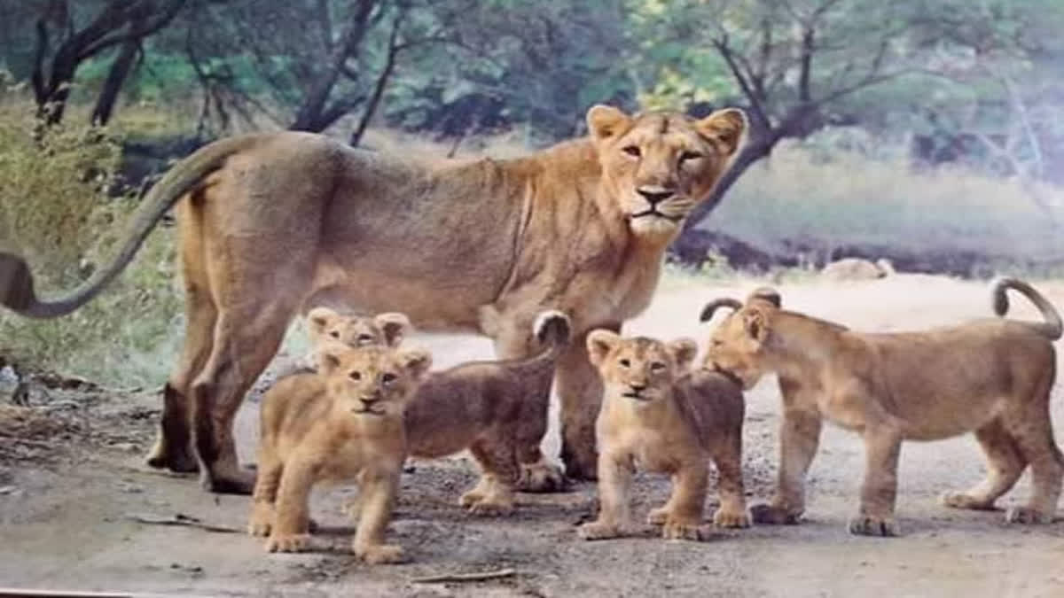lion park