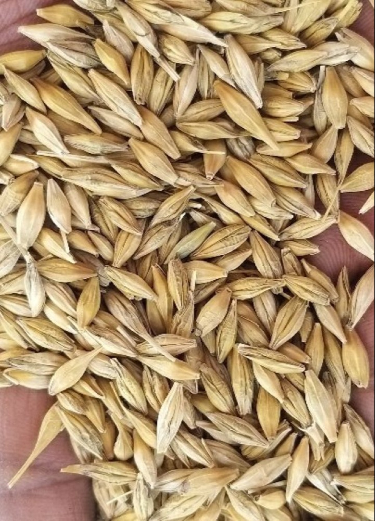 ઓટ્સ અને જવના ફાડિયા ખાવાના ફાયદા જાણો 2 whole barley grain