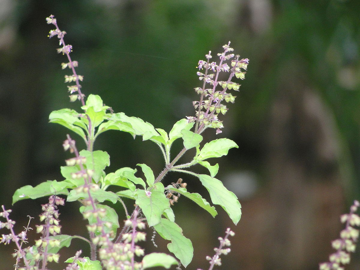 1200px Tulsi or Tulasi Holy basil