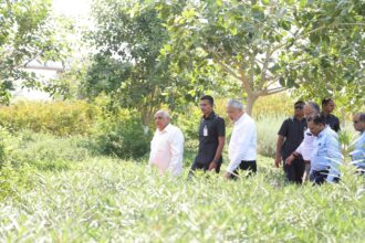 bhupendra patel tree