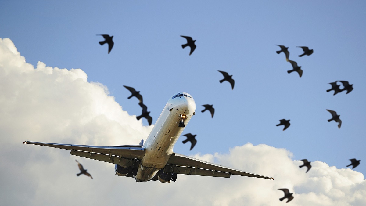 bird with plan