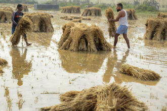 damage crop rain