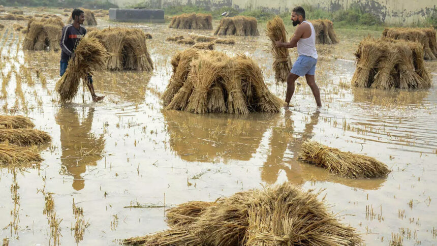 સૌરાષ્ટ્રના અનેક જિલ્લાઓમાં 2 કલાકમાં 2 ઈંચથી વધુ વરસાદ, જનજીવન અસ્તવ્યસ્ત 1 damage crop rain