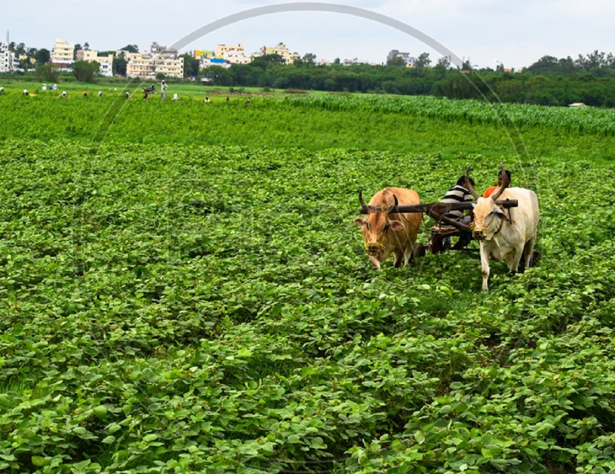eJwZXYpC farmer