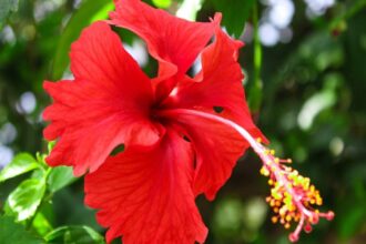 jasud flower