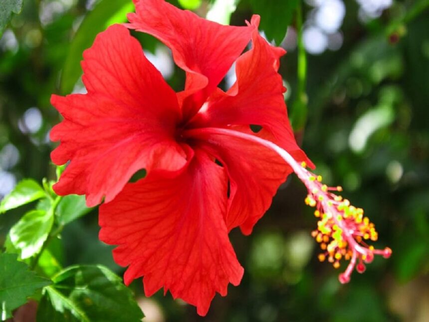 jasud flower