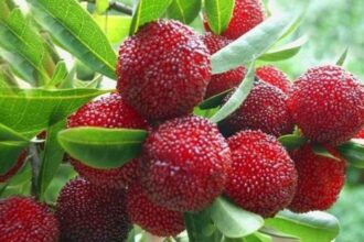 kafal fruit uttarakhand