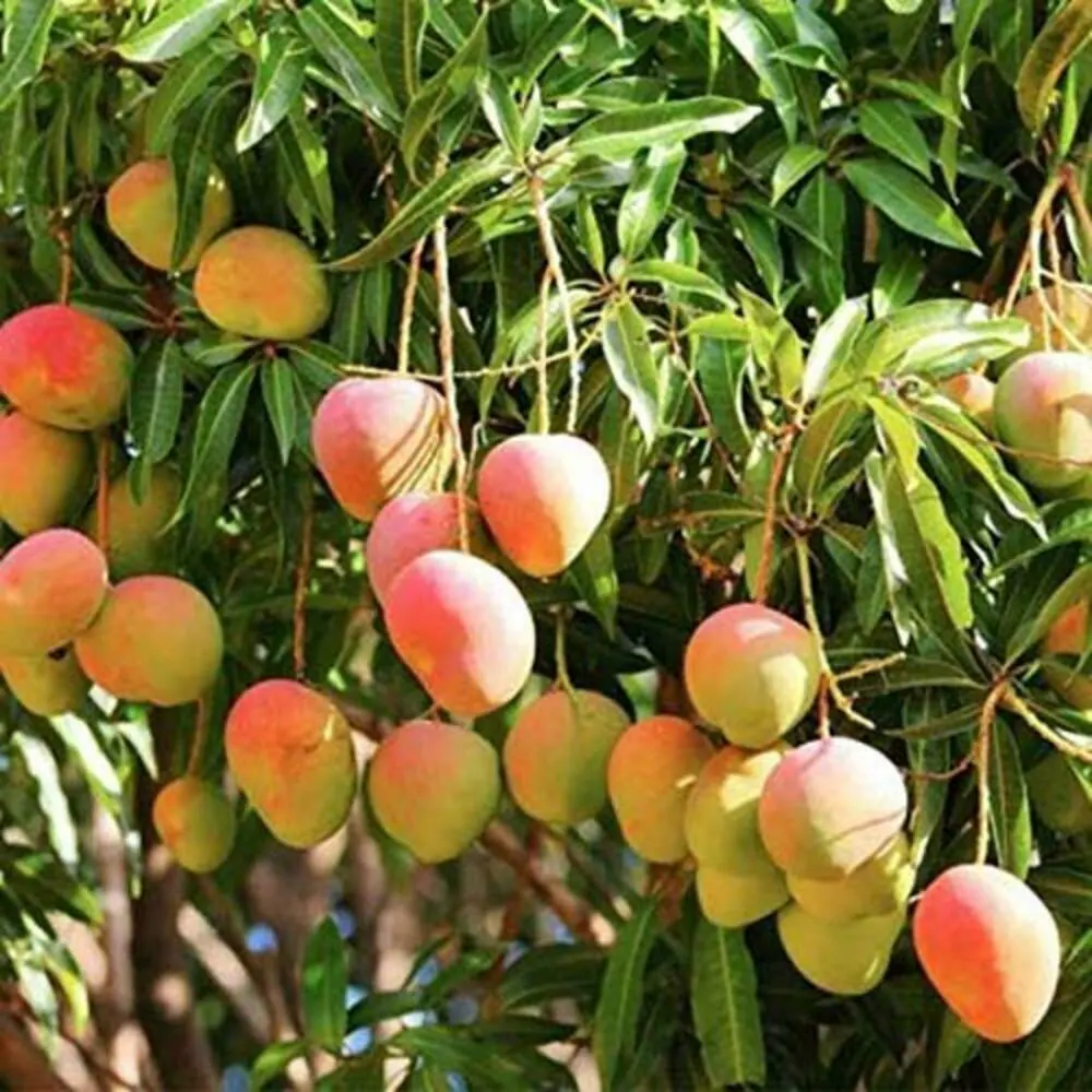 kesar mengo