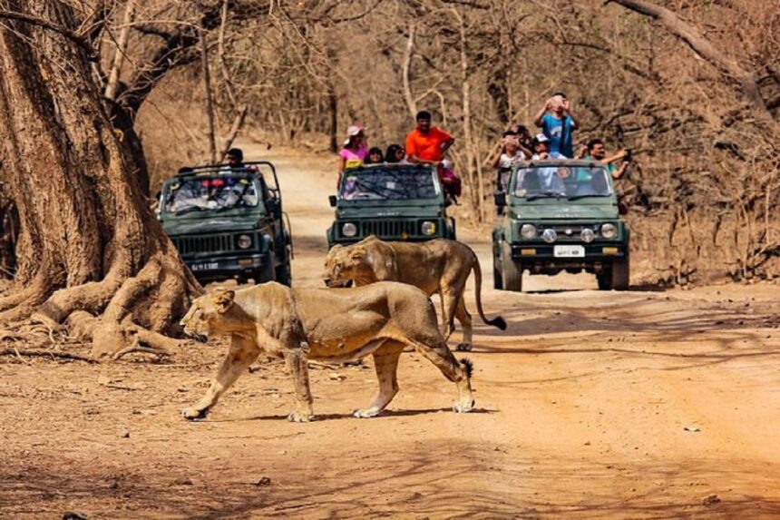 lion sinh