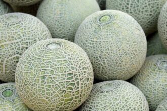 sakar tety muskmelon