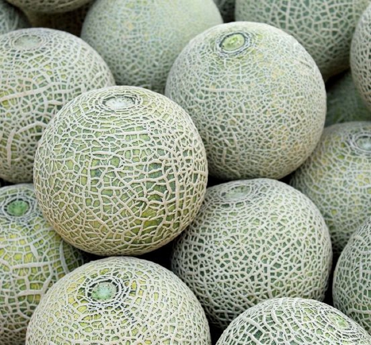 sakar tety muskmelon