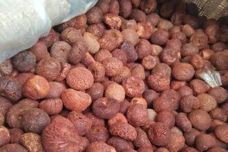 sopari betelnut