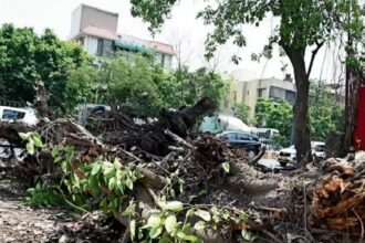 tree fell123