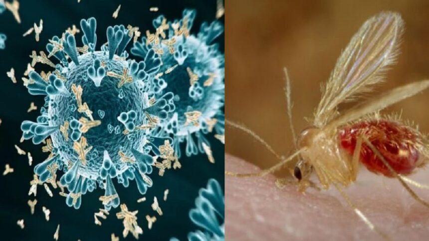 CHANDIPURA VIRUS 1
