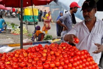 VEGETABLE TOMATOES SHOP