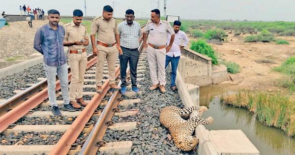 dipdo leopard dead railway track