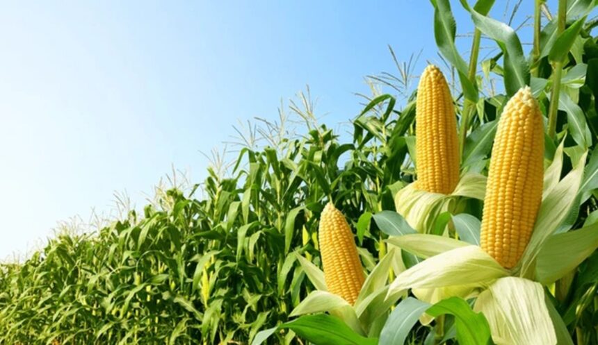 farm khetar khedut kheti