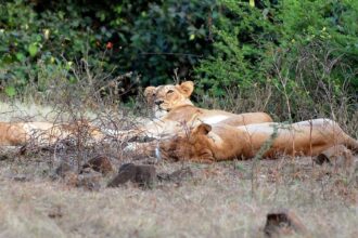 lions