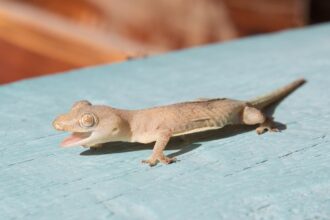 lizard 1