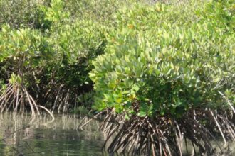 mangroves