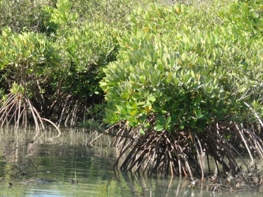 mangroves