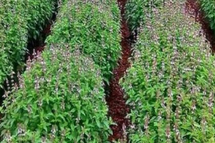 tulsi firm