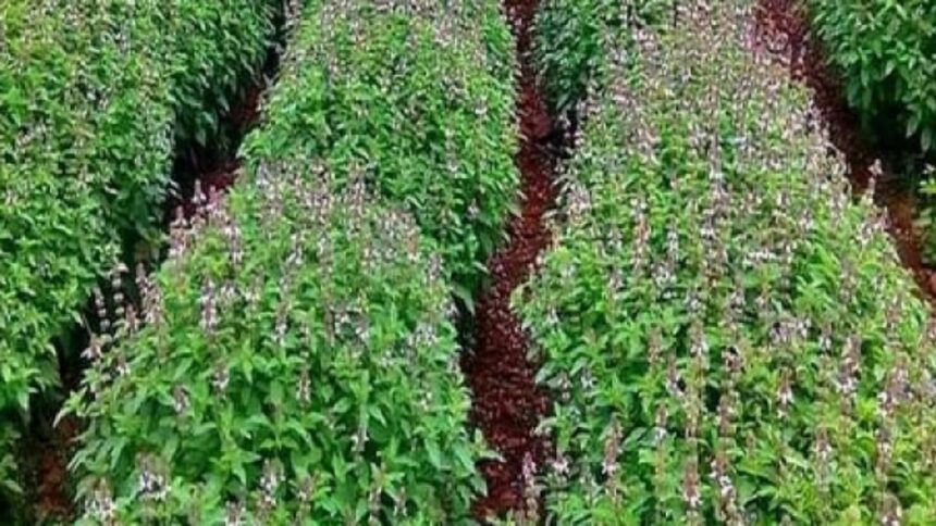 tulsi firm