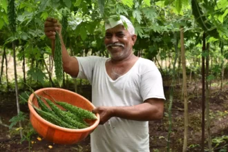 vegetable farm