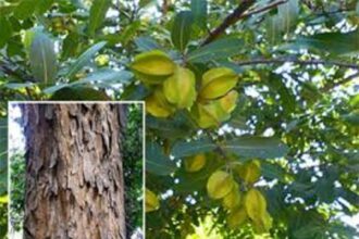 arjun tree bark chhal