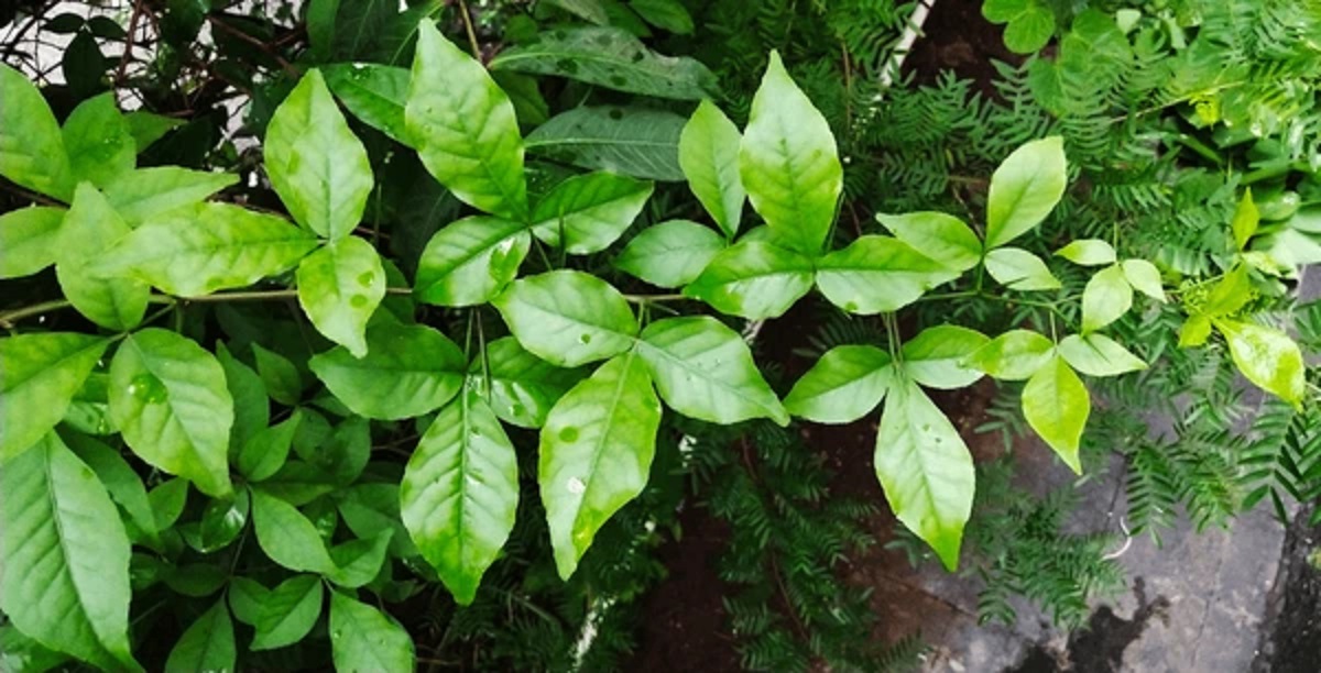 bilipatra 1