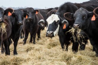 cattle grassing cow baffallow