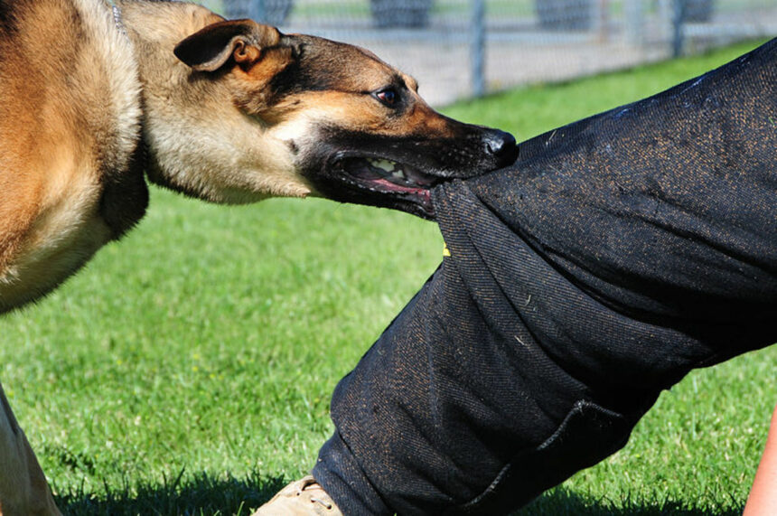 dog attack