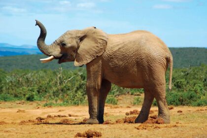 elephant 1