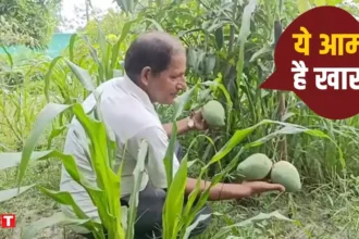 farmer field farm mango