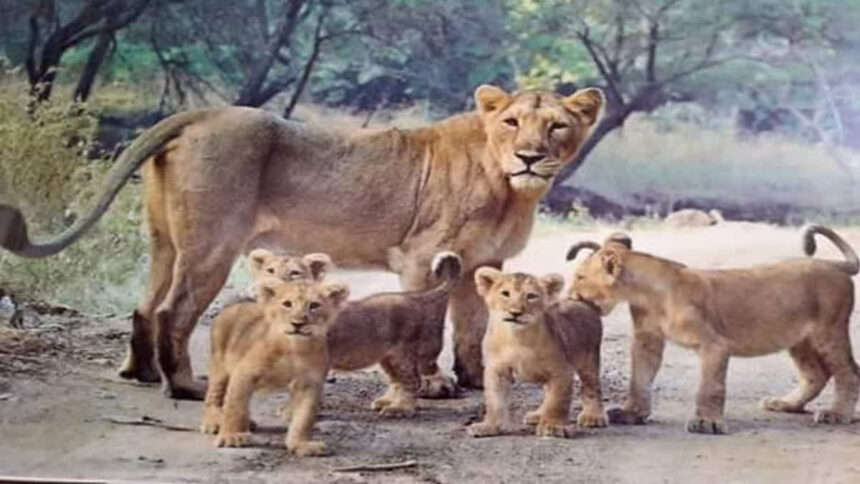 lion park