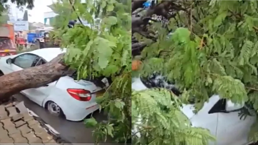 rain tree fell