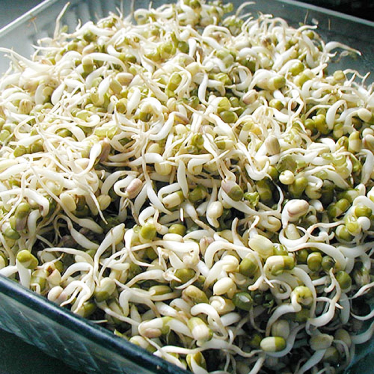 sprout bean fangavela kathol