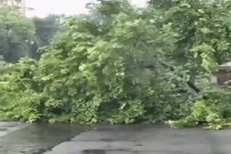 tree falling rain