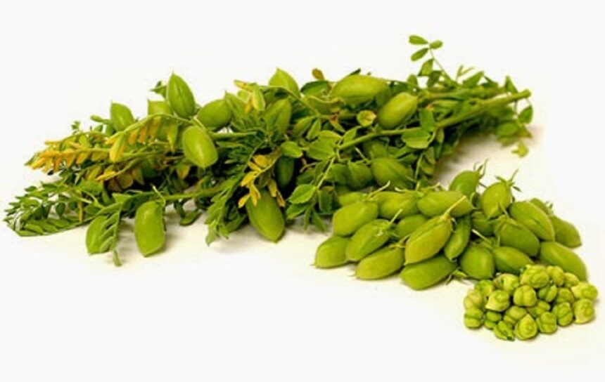 18 green chickpeas