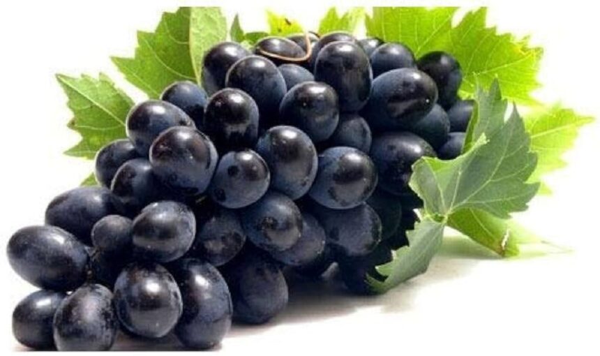 કાળી દ્રાક્ષ શરીર માટે ખૂબ જ ફાયદાકારક 1 black grapes