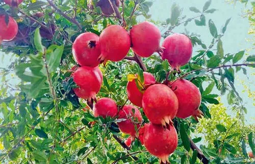 દાડમ ખાવાના ફાયદા જાણો 1 dadam pomegranate