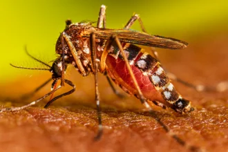 dengue machhar