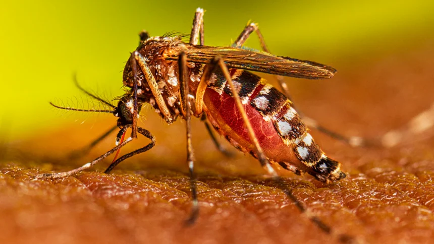dengue machhar