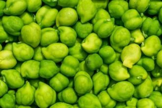 lila chana green chickpeas