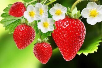 strawberry