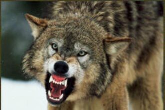 wolf