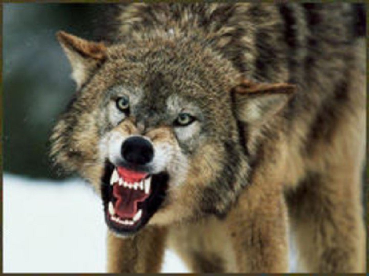 wolf