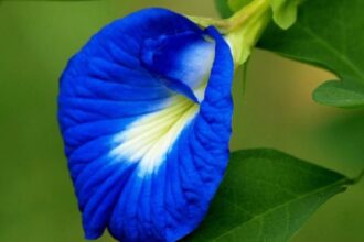 aparajita flower fool full